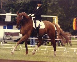 horse Condor 406 (Hanoverian, 1997, from Carbid 3)