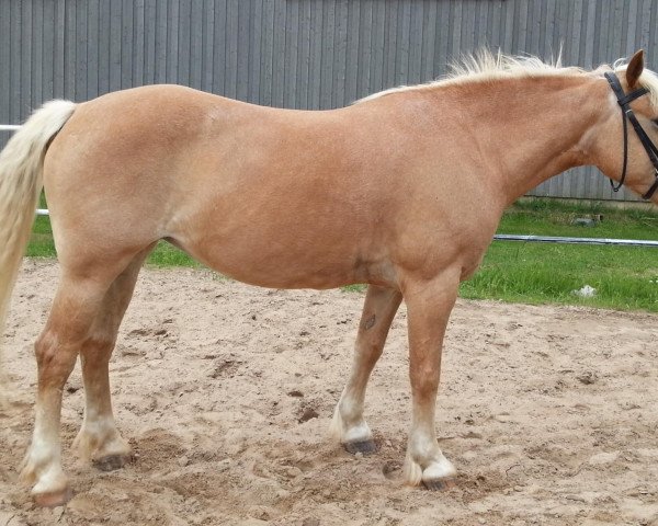 horse Nora (Haflinger, 1997, from Mario (1,57% ox))