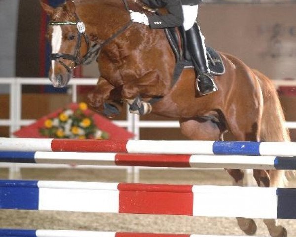 stallion Bartholomeo (German Riding Pony, 2001, from Brillant)