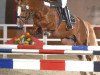 Deckhengst Bartholomeo (Deutsches Reitpony, 2001, von Brillant)