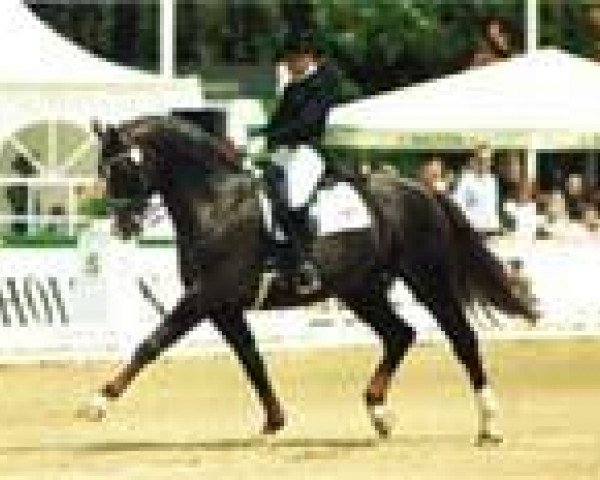 stallion Akzento (Brandenburg, 1987, from Arzano)