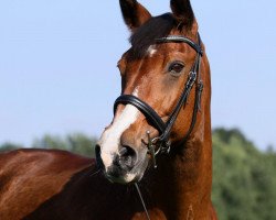 Zuchtstute Masine (Edles Warmblut, 1985, von Dorado 2699)