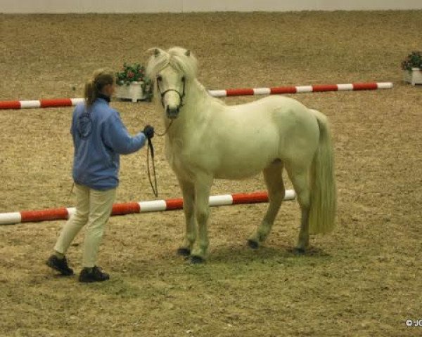 horse April vom Vossbarg (Iceland Horse, 2007, from Merkur von Birkenlund)