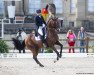 dressage horse Dante (Hanoverian, 2007, from Welfenadel)