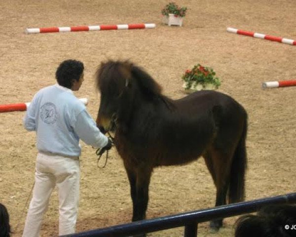 horse Ofeigur vom Kiebitzgrund (Iceland Horse, 2007, from Óskasteínn vom Barghof)