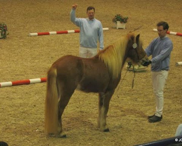 horse Saphir von der Kattbek (Iceland Horse, 2007, from Kopernikus vom Heesberg)