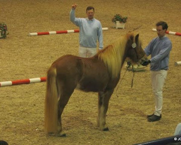 Pferd Saphir von der Kattbek (Islandpferd, 2007, von Kopernikus vom Heesberg)