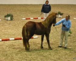 horse Tumi vom Muehlensee (Iceland Horse, 2008, from Trur fra Wetsinghe)