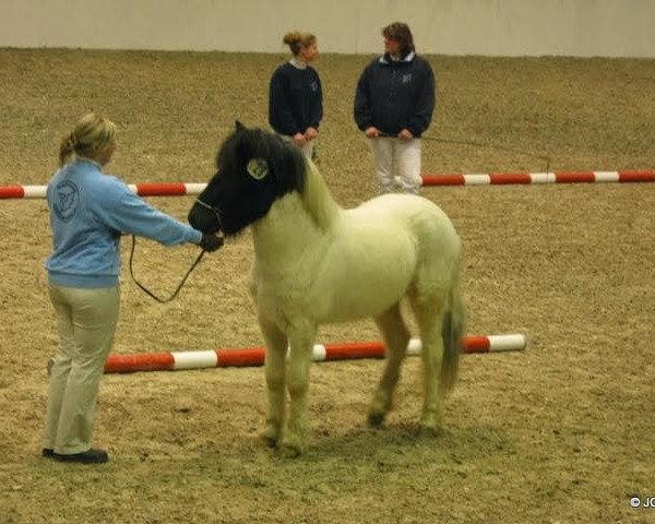 Deckhengst Gideon vom Stoertal (Islandpferd, 2008, von Garri fra Reykjavik)