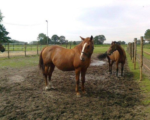 Zuchtstute Udinda Verdi (Belgisches Warmblut, 1997, von Feo de Lauzelle)