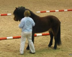 horse Stjarni vom Rehbrook (Iceland Horse, 2007, from Snillingur vom Brock)