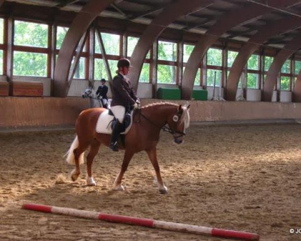 dressage horse Tewdwr Red Pearl (Welsh-Cob (Sek. D), 2007, from Thor Baffle)