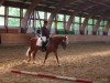 dressage horse Tewdwr Red Pearl (Welsh-Cob (Sek. D), 2007, from Thor Baffle)