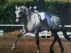 dressage horse Fernet 60 (Oldenburg, 2004, from Farewell III)