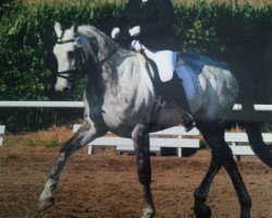 dressage horse Fernet 60 (Oldenburg, 2004, from Farewell III)