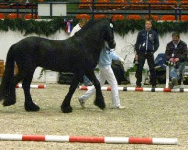 stallion Taro W (Friese, 2006, from Oetze)