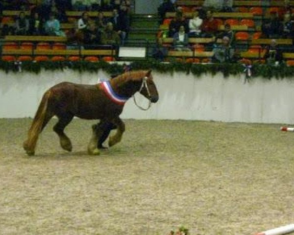 stallion Dankwart (Schleswig Heavy Draft, 2009, from Duell)
