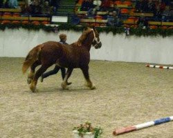 Pferd Diesel (Schleswiger Kaltblut, 2009, von Kuckuck)