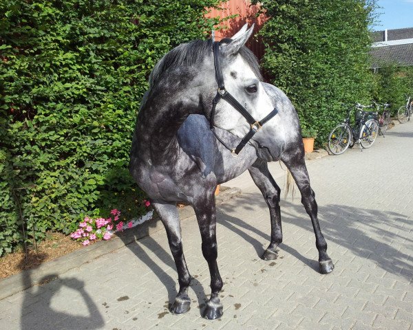 Springpferd Zadymar (Koninklijk Warmbloed Paardenstamboek Nederland (KWPN), 2004, von Silverstone)