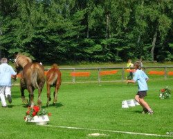 stallion Grendeur des Nordens (Schleswig Heavy Draft, 2012, from Azuro)