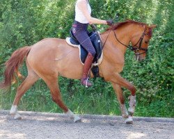 dressage horse Crown Cocolino (German Riding Pony, 2009, from FS Champion de Luxe)