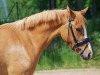 Zuchtstute Crown Wishing Well (Deutsches Reitpony, 2009, von FS Don't Worry)