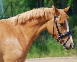 broodmare Crown Wishing Well (German Riding Pony, 2009, from FS Don't Worry)