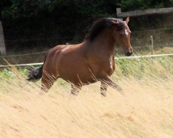 Zuchtstute Mirabell (Deutsches Reitpony, 2000, von Kaiserjaeger xx)