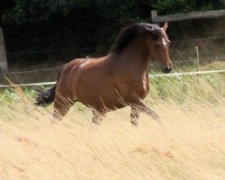 broodmare Mirabell (German Riding Pony, 2000, from Kaiserjaeger xx)