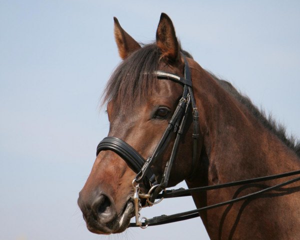 dressage horse Sundancer 31 (German Sport Horse, 2005, from Saami xx)