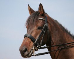 dressage horse Sundancer 31 (German Sport Horse, 2005, from Saami xx)