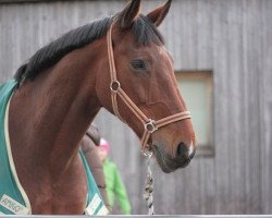 dressage horse Lavantino (Bavarian, 1995, from Laretto Diavolo)