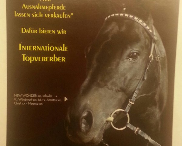 stallion New Wonder xx (Thoroughbred, 1985, from Windwurf xx)