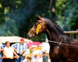 Deckhengst Justin (Deutsches Reitpony, 1992, von Downland Folklore)