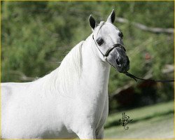 broodmare Grosshill EK Illusions Blue Tiara (American Miniature Horse, 1995, from NFC Egyptian Kings Illusion)