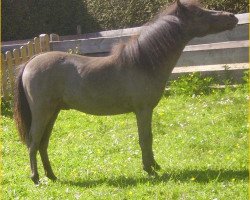 Pferd CS Royal Velvets Nightdancer (American Miniature Horse, 2007, von Little Kings Black Velvet)