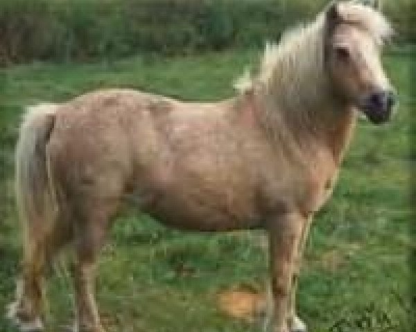 Zuchtstute Johnstons Vanilla (American Miniature Horse, 1975, von Gold Melody Boy)