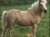 Zuchtstute Johnstons Vanilla (American Miniature Horse, 1975, von Gold Melody Boy)