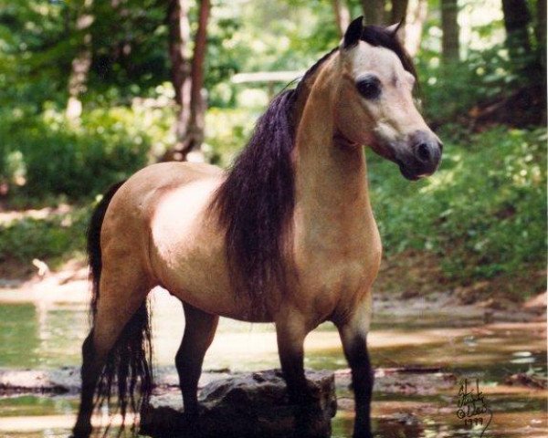 stallion Boones Little Buckeroo (American Miniature Horse, 1978, from Poplar Lanes Samson)