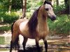 stallion Boones Little Buckeroo (American Miniature Horse, 1978, from Poplar Lanes Samson)