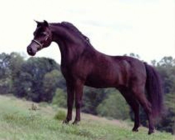 Deckhengst Little Kings Black Velvet (American Miniature Horse, 1991, von Boones Little Buckeroo)