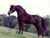 Deckhengst Little Kings Black Velvet (American Miniature Horse, 1991, von Boones Little Buckeroo)