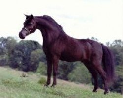 stallion Little Kings Black Velvet (American Miniature Horse, 1991, from Boones Little Buckeroo)