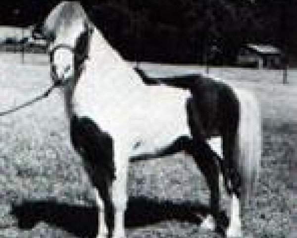 stallion Dell Teras Moon Man (American Miniature Horse, 1967, from Stouts Mister Pride)