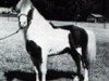 stallion Dell Teras Moon Man (American Miniature Horse, 1967, from Stouts Mister Pride)