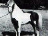 Deckhengst Dell Teras Moon Man (American Miniature Horse, 1967, von Stouts Mister Pride)