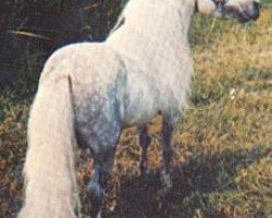 broodmare Flying W Farms De Ja Blue (American Miniature Horse, 1993, from Flying W Farms Little Blue Cody)