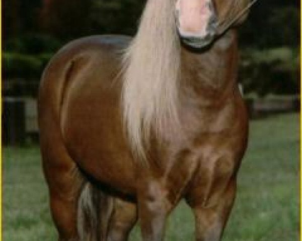 stallion Lazy N Red Boy (American Miniature Horse, 1981, from Rowdy)