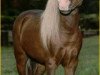 stallion Lazy N Red Boy (American Miniature Horse, 1981, from Rowdy)