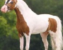 Deckhengst Champion Farms Nighthawk (American Miniature Horse, 1994, von Lazy N Red Boy)